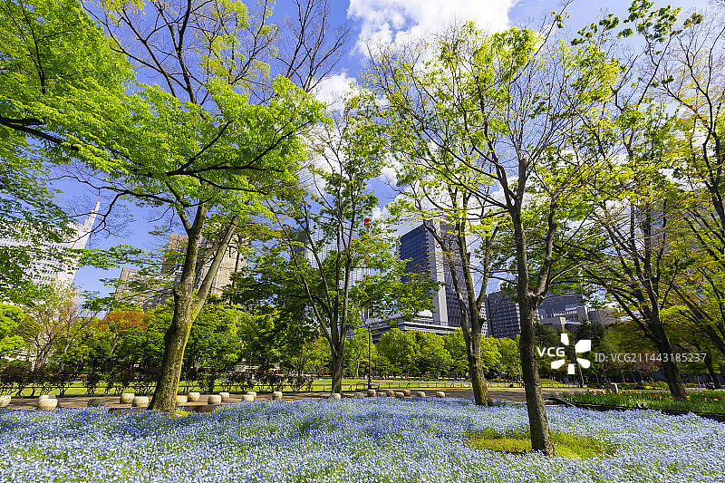 日本东京千代田区日比谷公园的春天图片素材
