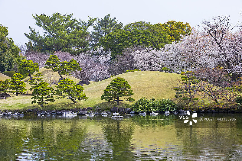 日本熊本县水前寺成趣园春景，熊本市图片素材