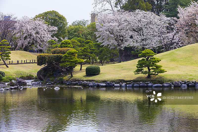 日本熊本县水前寺成趣园春景，熊本市图片素材