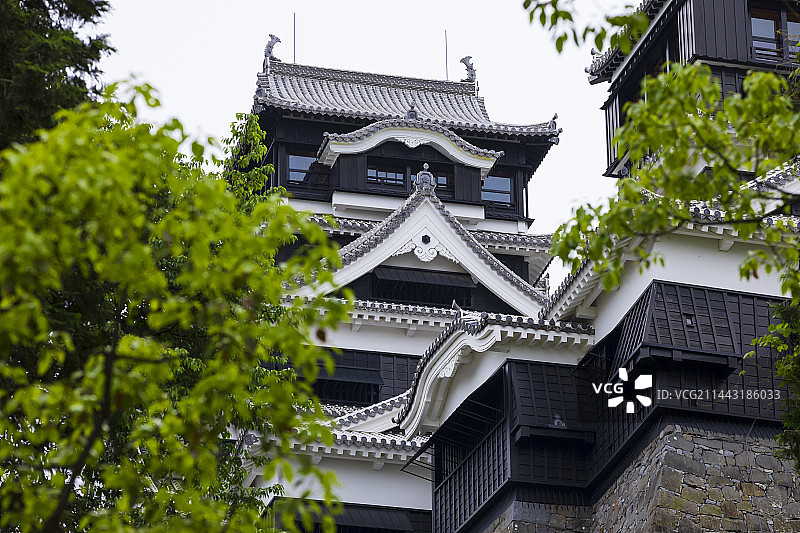 新鲜的绿色与日本熊本县熊本市的熊本城图片素材