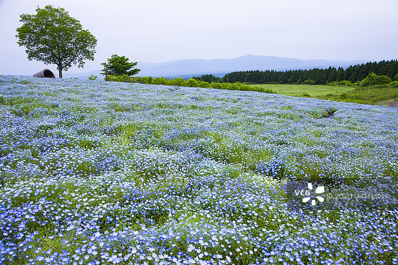 日本玖珠花公园的粉蝶花，大分县竹田市，大分图片素材