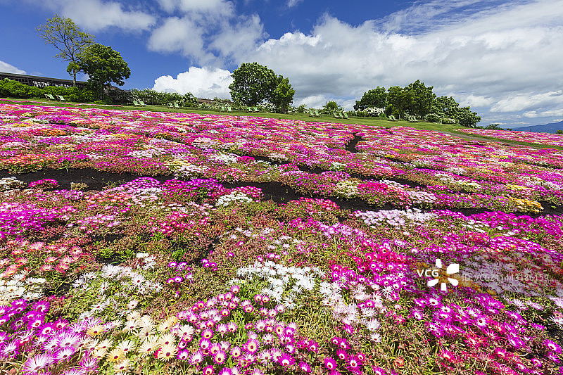 日本大分县竹田市九重花公园初夏景色图片素材