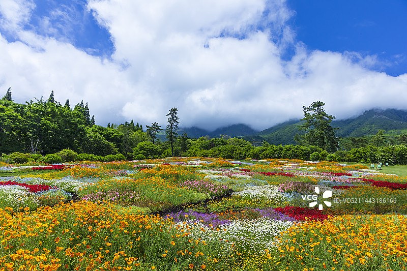 日本大分县竹田市九重花公园初夏景色图片素材