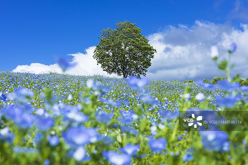 日本玖珠花公园的粉蝶花花田，大分县竹田市图片素材