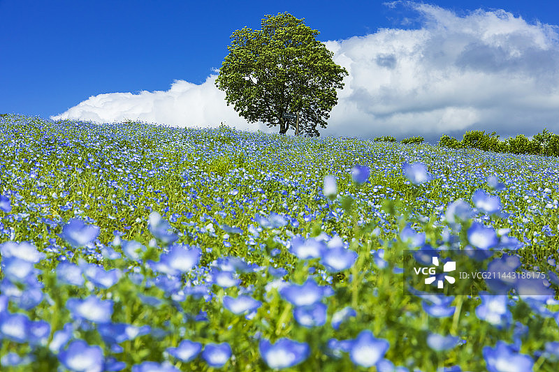 日本玖珠花公园的粉蝶花花田，大分县竹田市图片素材