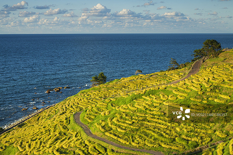 日本石川县轮岛市千枚田的秋季稻田图片素材