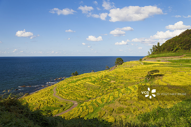 日本石川县轮岛市千枚田的秋季稻田图片素材