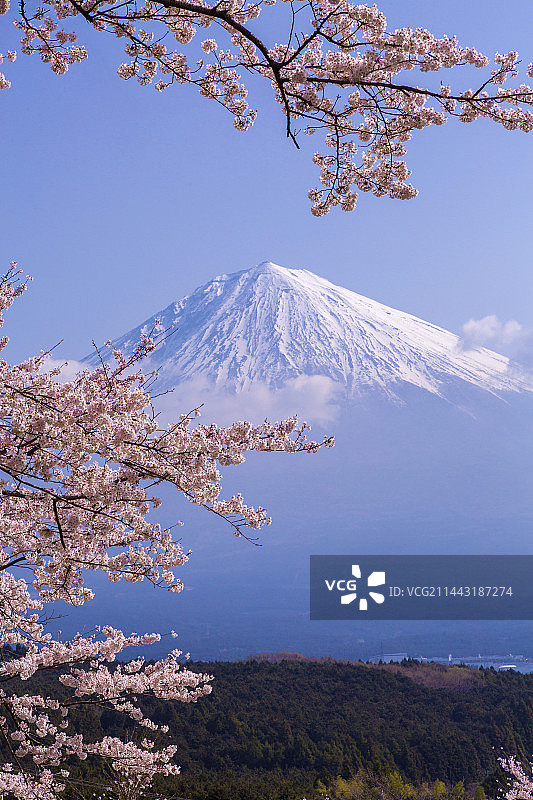 日本静冈县富士宫市拂晓时分的富士山与樱花图片素材