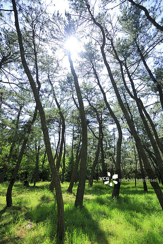 日本佐贺县唐津市的虹之松原图片素材
