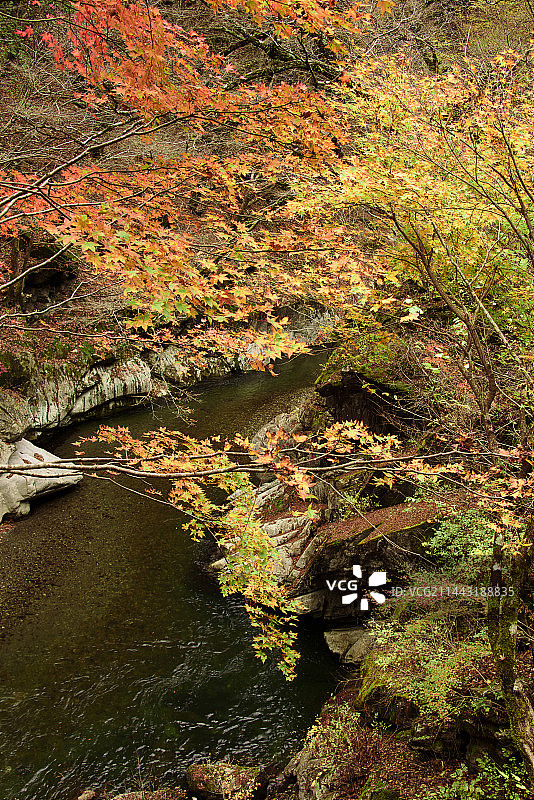 日本埼玉县秩父中津峡的秋色图片素材