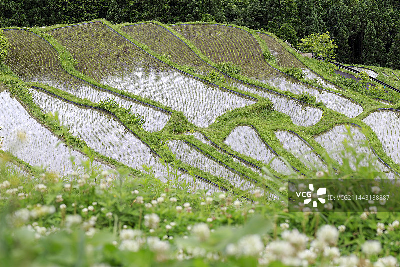 日本三重县熊野市的梯田春景图片素材