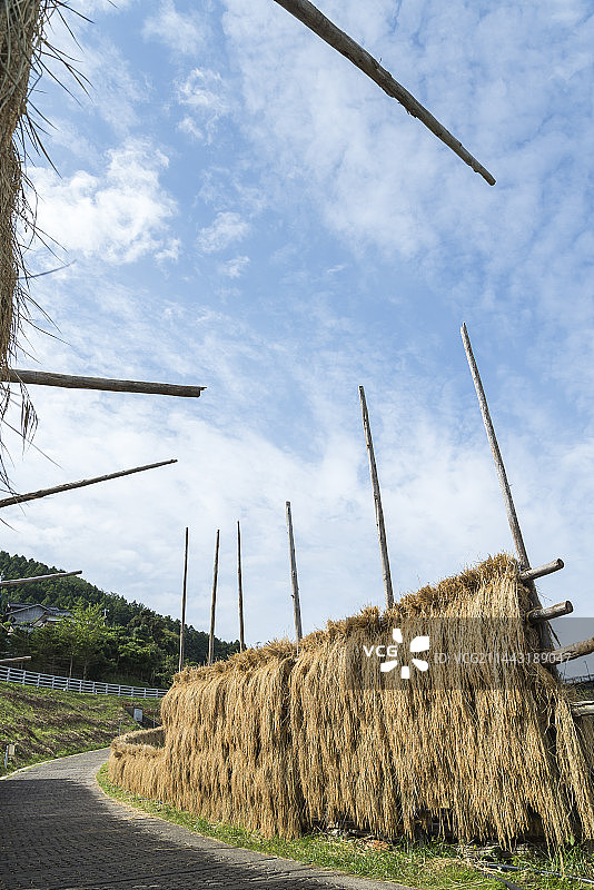 日本石川县轮岛市白米千枚田水稻收割后的景象图片素材