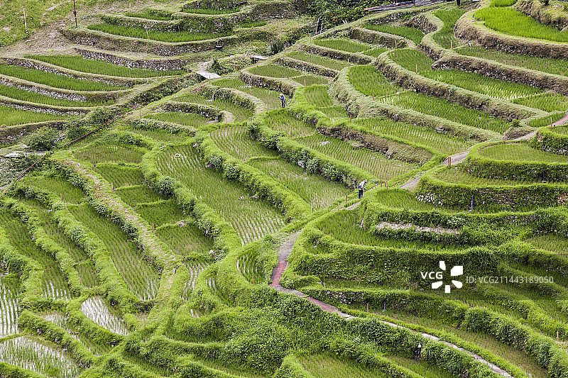 日本三重县熊野市丸山梯田图片素材
