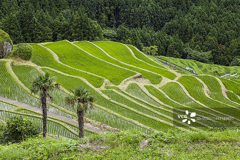 日本三重县熊野市丸山梯田图片素材