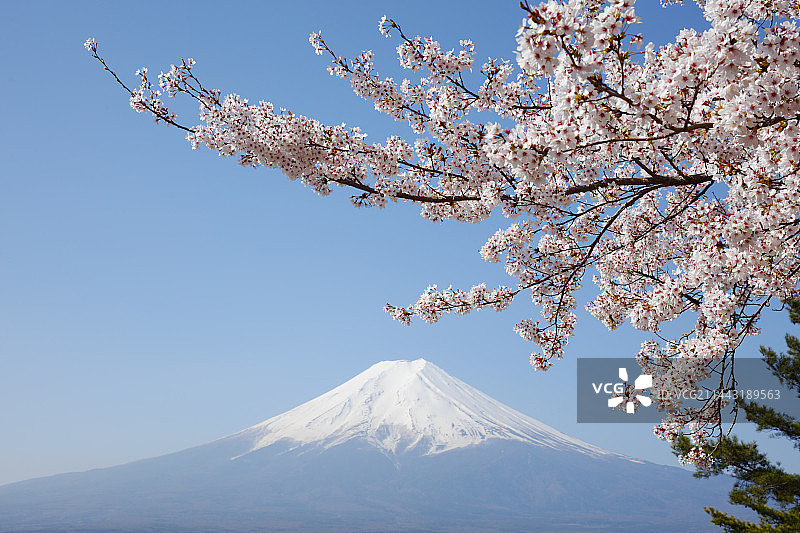 日本山梨县富士吉田市的樱花和富士山图片素材