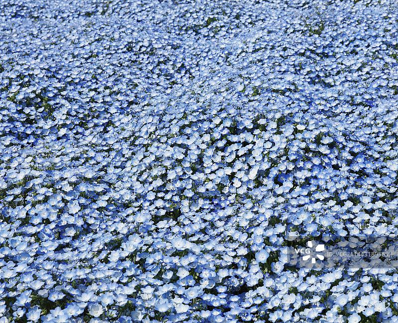 喜林草花，日本茨城县日立那珂图片素材