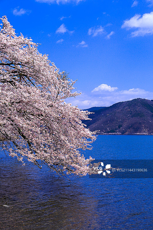 日本琵琶湖、滋贺县长滨市的樱花图片素材