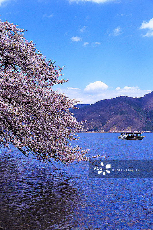 日本琵琶湖、滋贺县长滨市的樱花图片素材