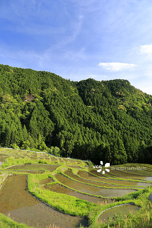 日本三重县熊野市丸山千枚田梯田图片素材