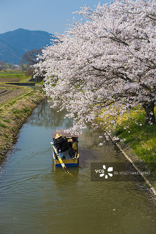 水乡巡游与樱花，日本滋贺县近江八幡市图片素材