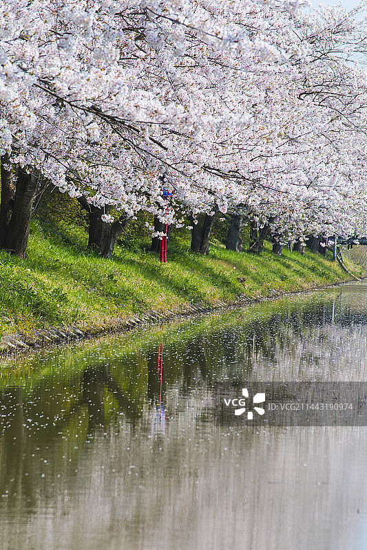 水乡巡游与樱花，日本滋贺县近江八幡市图片素材