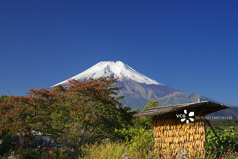 日本山梨县忍野村和富士山的秋叶图片素材