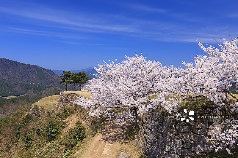 日本兵库县朝来市竹田城的樱花图片素材