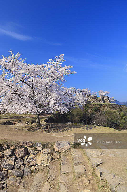 日本兵库县朝来市竹田城的樱花图片素材