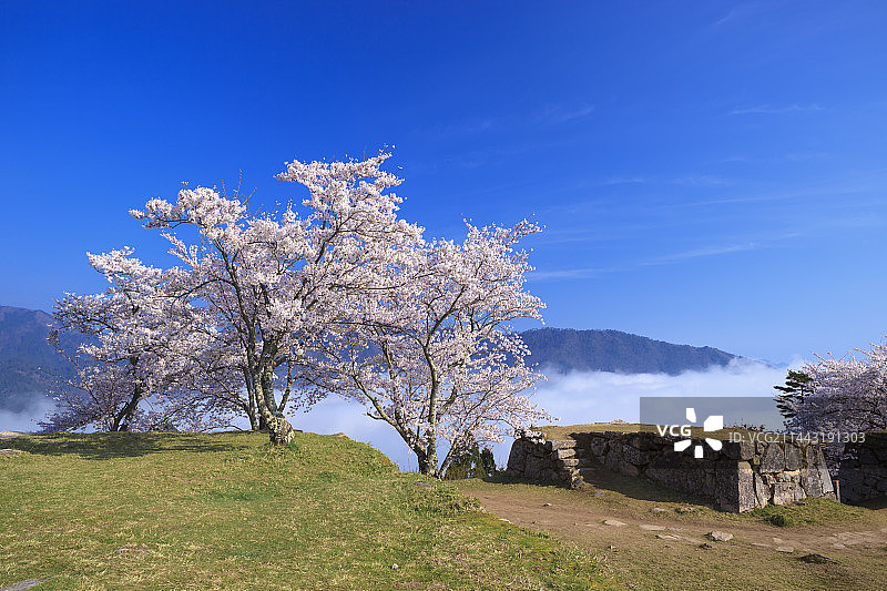 日本兵库县朝来市竹田城遗址的云海和樱花图片素材