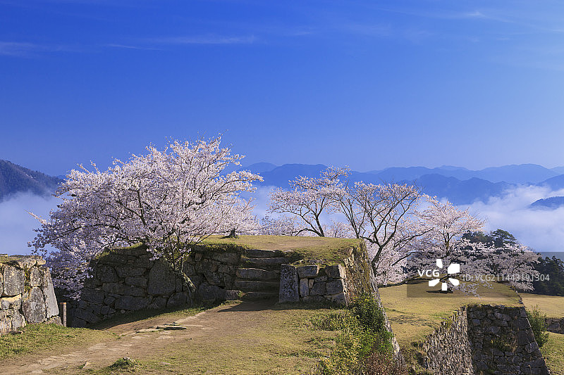 日本兵库县朝来市竹田城遗址的云海和樱花图片素材
