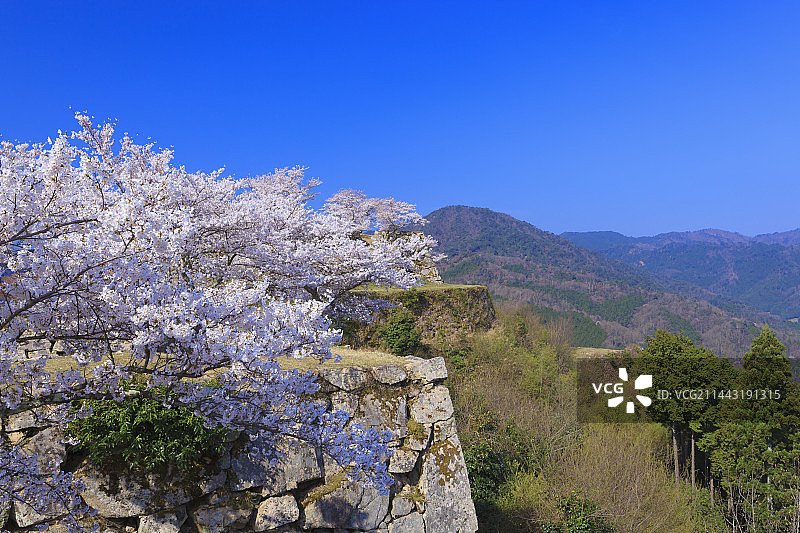 日本兵库县朝来市竹田城的樱花图片素材