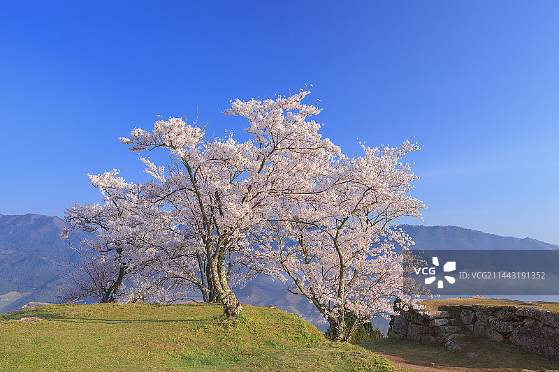 日本兵库县朝来市竹田城的樱花图片素材
