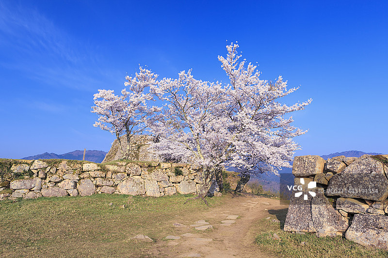 日本兵库县朝来市竹田城的樱花图片素材
