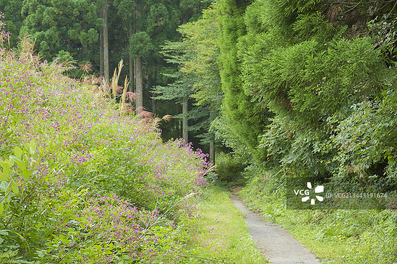 日本广岛县山县郡安艺太田町的春季三段峡图片素材