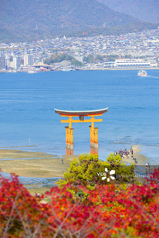 日本广岛县廿日市市的鸟居与秋叶图片素材