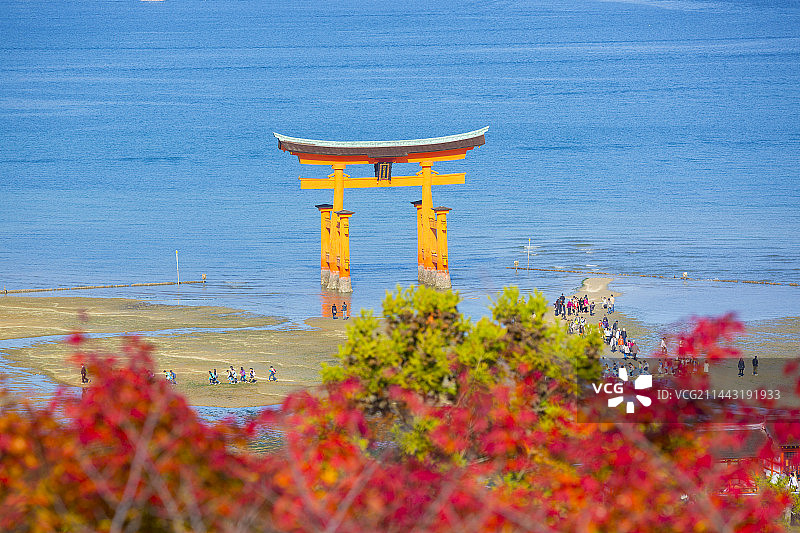 日本广岛县廿日市市的鸟居与秋叶图片素材