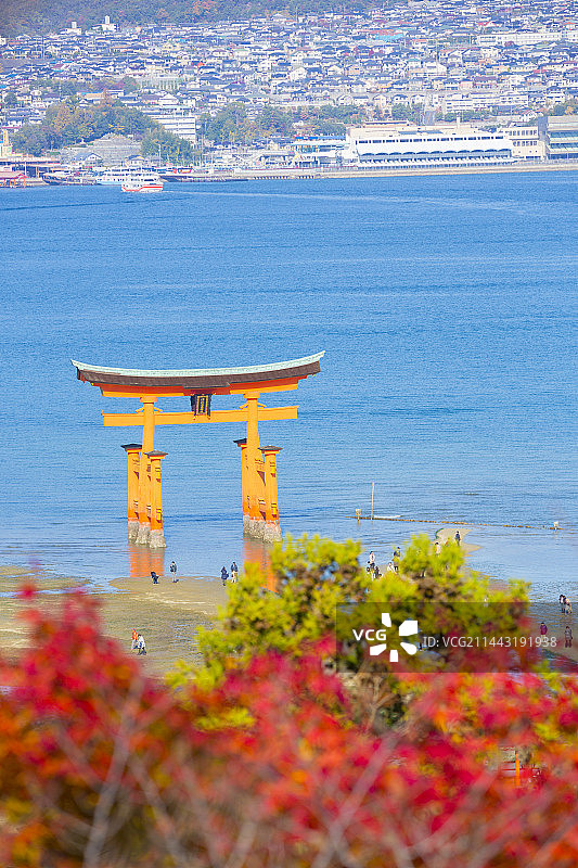 日本广岛县廿日市市的鸟居与秋叶图片素材