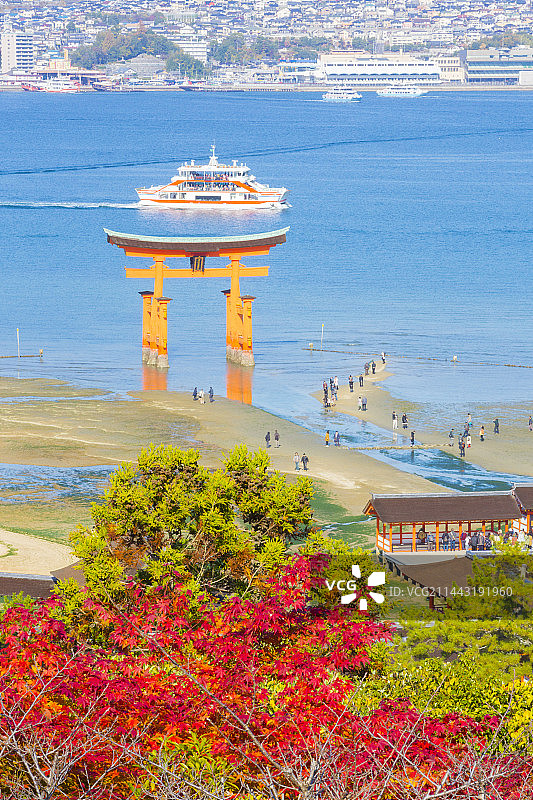 日本广岛县廿日市市的鸟居与秋叶图片素材