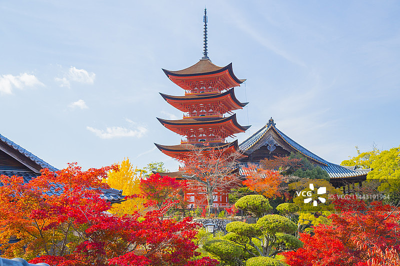 秋季的五层宝塔，日本广岛县廿日市市图片素材