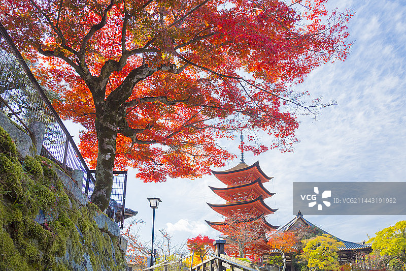 秋季的五层宝塔，日本广岛县廿日市市图片素材