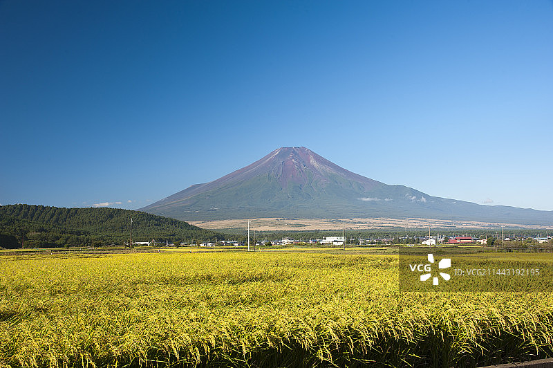 稻穗与富士山，中国日本山梨县忍野村图片素材