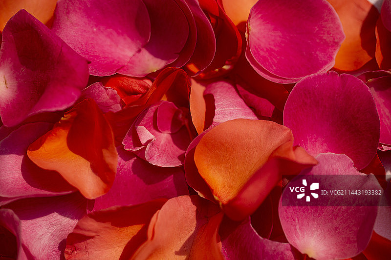 红色玫瑰特写图片素材