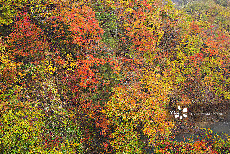 日本岩手县八幡平市松川山谷的秋色图片素材