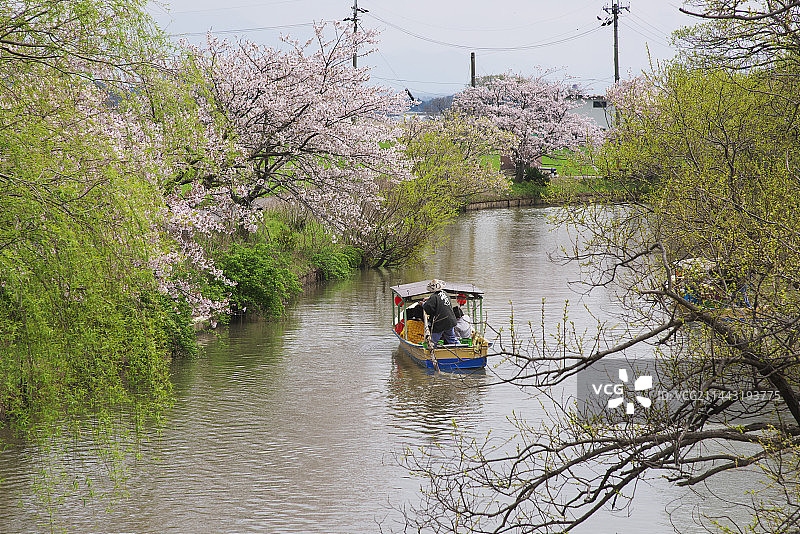 水乡巡游与樱花，日本滋贺县近江八幡市图片素材
