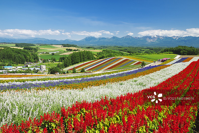 日本北海道美瑛四季彩之丘和十胜岳连峰图片素材