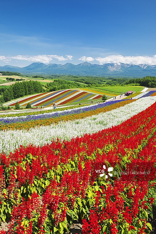 日本北海道美瑛四季彩之丘和十胜岳连峰图片素材