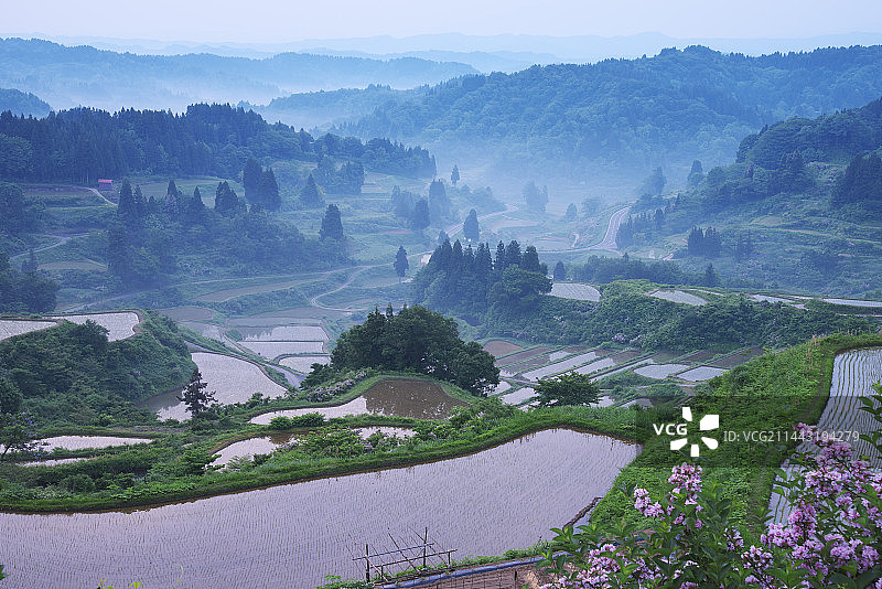 日本新泻县十日町星峠梯田清晨图片素材