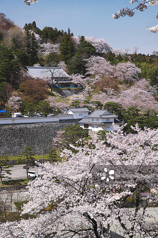 霞城公园樱花，日本福岛县二本松市图片素材