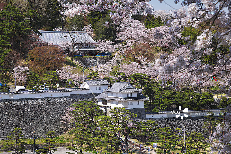 霞城公园樱花，日本福岛县二本松市图片素材
