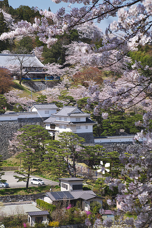 霞城公园樱花，日本福岛县二本松市图片素材